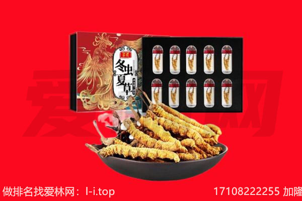 五华县回收虫草.jpg